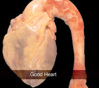 good heart